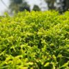 Lush Narrow-Leafed Green Trees