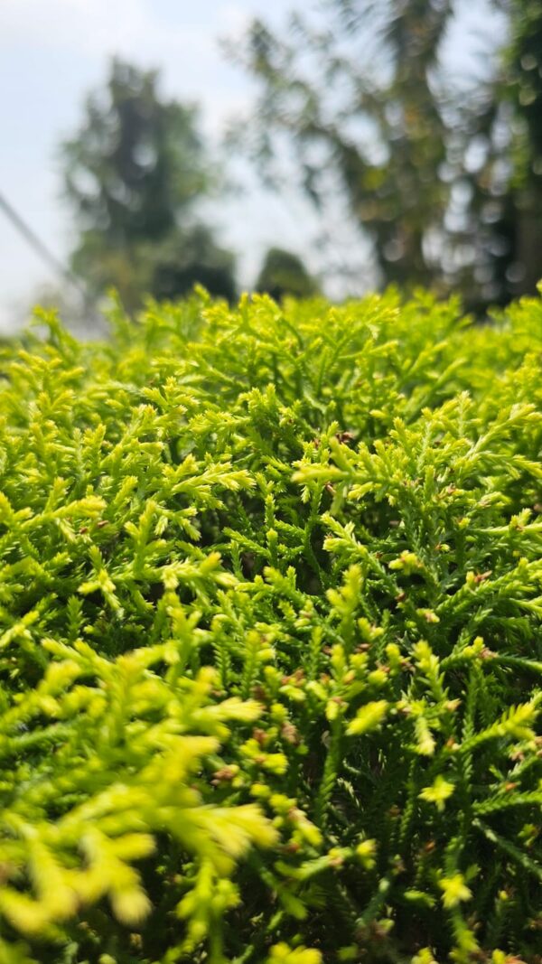 Lush Narrow-Leafed Green Trees