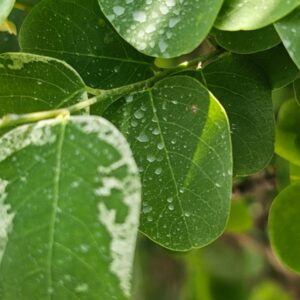 Nature's Jewels: Tree Leaves Adorned with Glistening Water Droplets