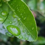 Refreshing Morning Serenity: Dewdrops Glisten on the Vibrant Green Leaf of a Garden Tree!