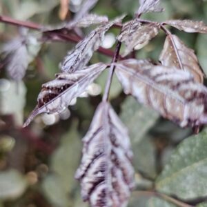 Enchanting Autumn: Vibrant Textured Brown Leaves