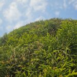 Eternal Greenery: Lush Evergreen Shrubs