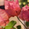 Bougainvillea Blossoms: Nature's Vibrant Tapestry