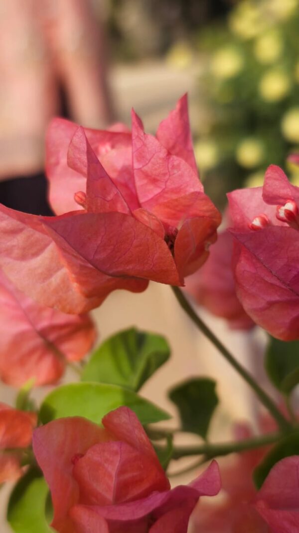 Bougainvillea Blossoms: Nature's Vibrant Tapestry