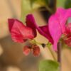 Bougainvillea Blossoms: Nature's Vibrant Tapestry