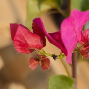 Bougainvillea Blossoms: Nature's Vibrant Tapestry