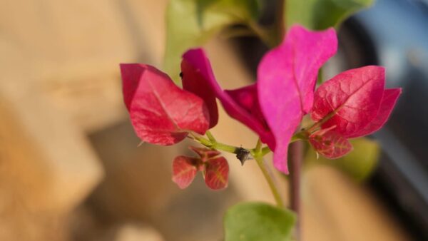 Bougainvillea Blossoms: Nature's Vibrant Tapestry