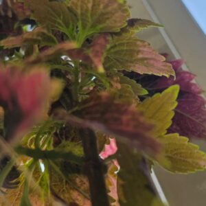 Colorful Coleus