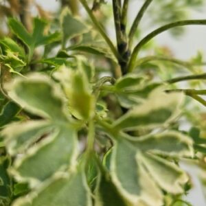 Aralia Splendor: Graceful Foliage Delight