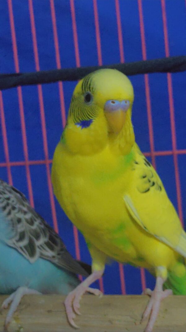 Flight of Colors: Budgerigar Parakeet in Vibrant Splendor