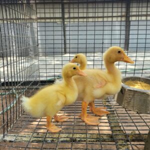 Majestic Plumage: American Pekin Duck in Serene Waters