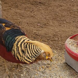 Gilded Majesty: Golden Pheasant in Resplendent Plumage