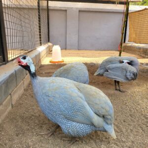 Majestic Plumage: Helmeted Guineafowl Roaming Free