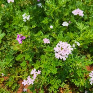 Verdant Elegance: Garden Verbena Blossoms in Full Bloom