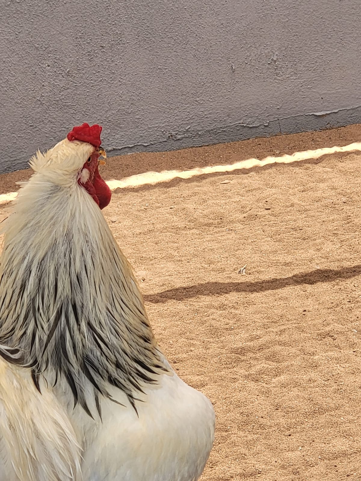 Plumage Poetry: Polish Chicken in Vibrant Splendor