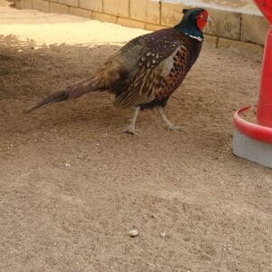 Graceful Majesty: Common Pheasant in Natural Splendor