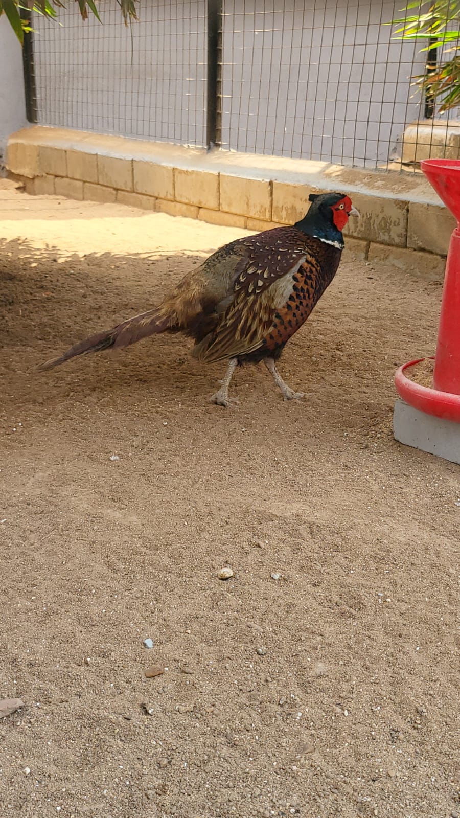 Graceful Majesty: Common Pheasant in Natural Splendor