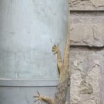 Graceful Reptile: Indian Lizard Basking in Sunlight