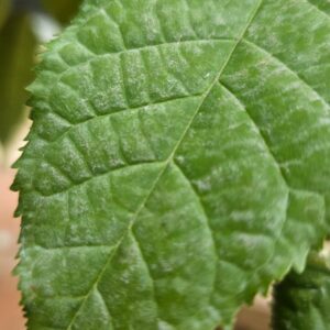 Hibiscus Leaf: Nature's Vibrant Foliage