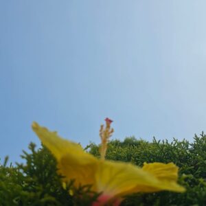 Hibiscus Flower