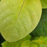 Elegant Pseuderanthemum: Vibrant Foliage Beauty