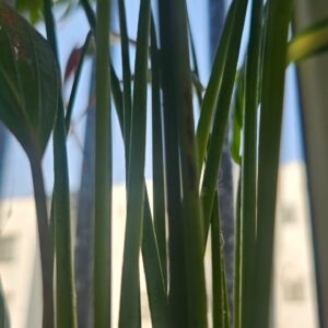 Verdant Elegance: Monstera Stem in Luminous Detail