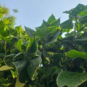 Vibrant Majesty: Acalypha Wilkesiana's Fiery Foliage in Tropical Splendor