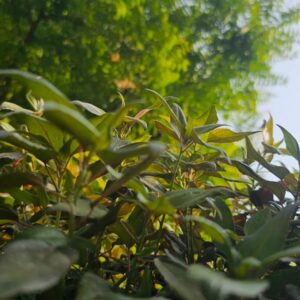 Aromatic Abundance: Lush Basil Leaves in Sunlit Splendor