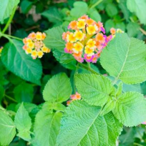 Radiant Lantana Tropic Pink Blossom: A Burst of Tropical Elegance