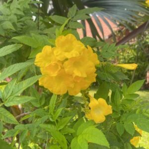 Golden Blooms: Clusters of Yellow Flowers