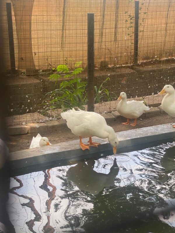 Graceful Waterfowl: Majestic Duck Gliding Across the Pond