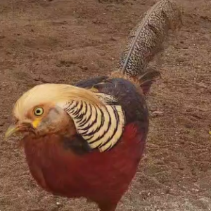 Golden Pheasant