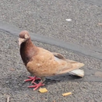 rock pigeon