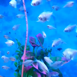 Aquatic Delight: Serene Minado Fish Swimming