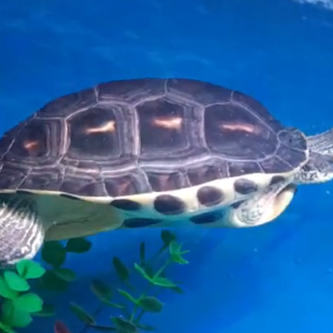 Graceful Aquatic Wanderer: Majestic Turtle in Motion