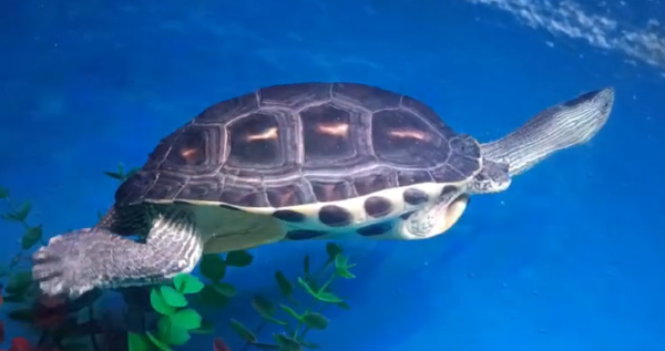 Graceful Aquatic Wanderer: Majestic Turtle in Motion