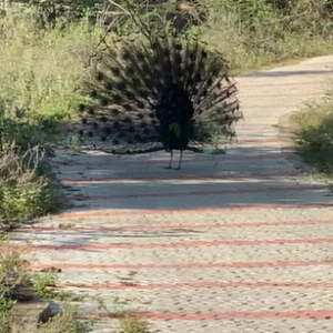 peacock