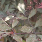 Whispering Canopy: Mesmerizing Waving Trees in Harmony